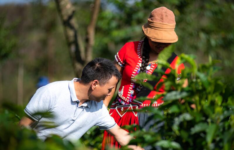 农艺师指导咖农种植。