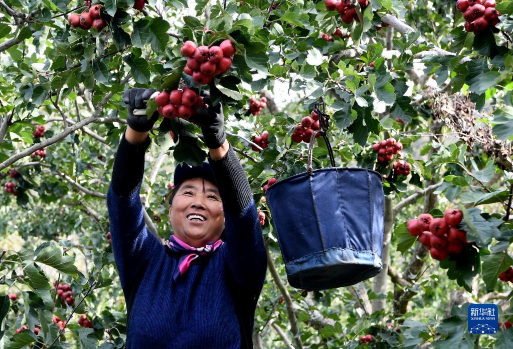 10月15日,在天津市蓟州区官庄镇梁后庄村,村民采摘山楂.