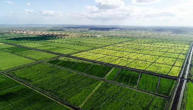 △万宝农业项目开垦的稻田