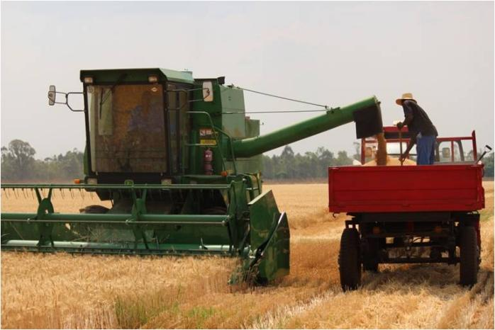 △津巴布韦农户使用从示范中心购买的设备收割小麦