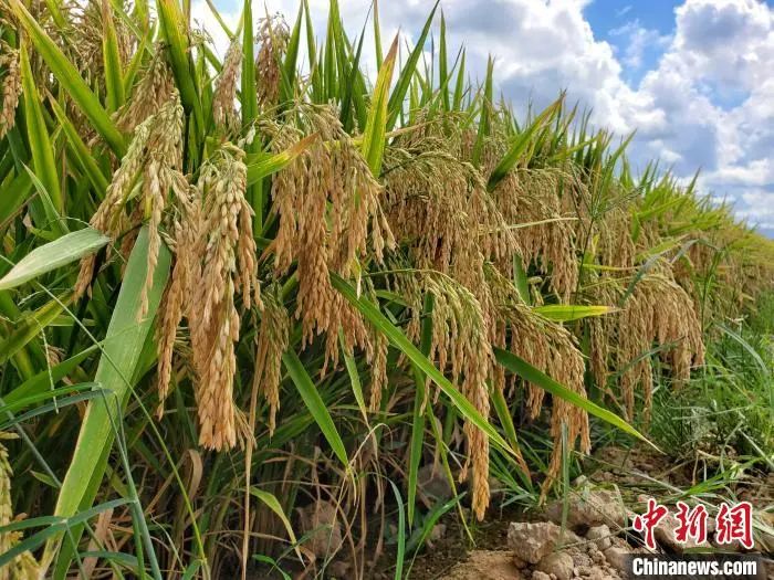 袁隆平的禾下乘凉梦已经在实现的路上