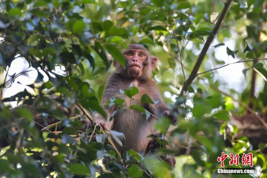 资料图：在海南五指山自然保护区热带雨林拍摄的猕猴。骆云飞 摄