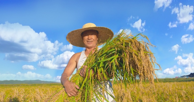 （图为农民正在收割当季新米）