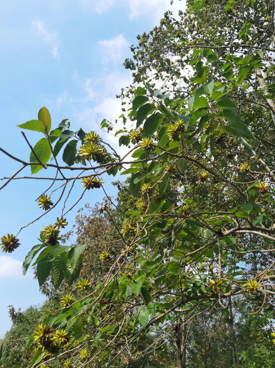 秋天的江南果然有趣