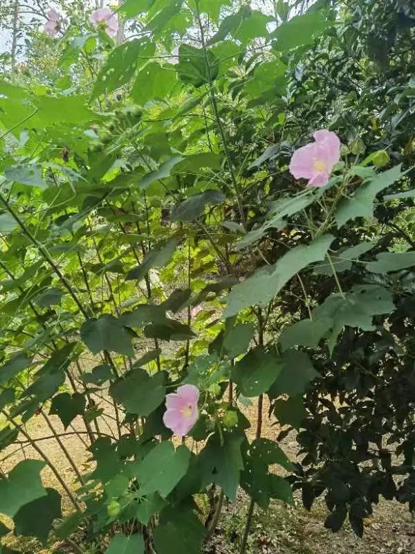 木芙蓉静默地开着,它们不说话,可它们的美牵引了无数人痴迷的诗行,"皎