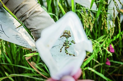 这是已结实的杂交稻穗，表明杂交试验成功，是宝贵的科研材料。