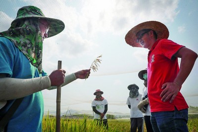 科研人员在田间交流，通过观察稻穗表现，分析出现的问题。