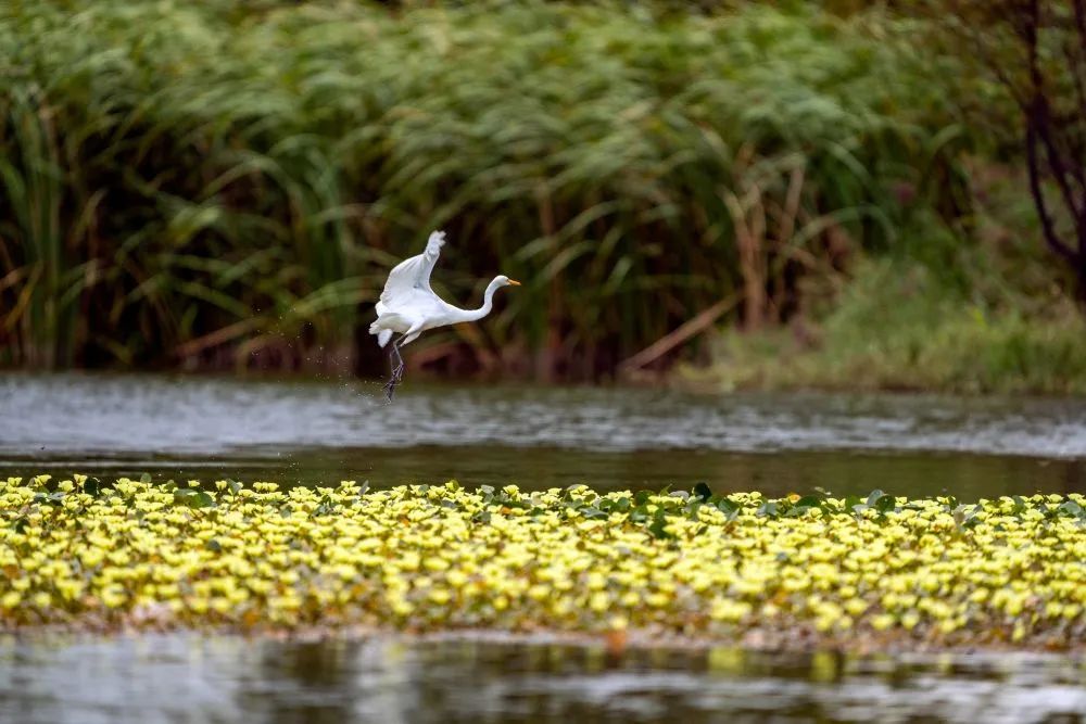 水鸟在昆明宝丰半岛湿地嬉戏。江文耀 摄