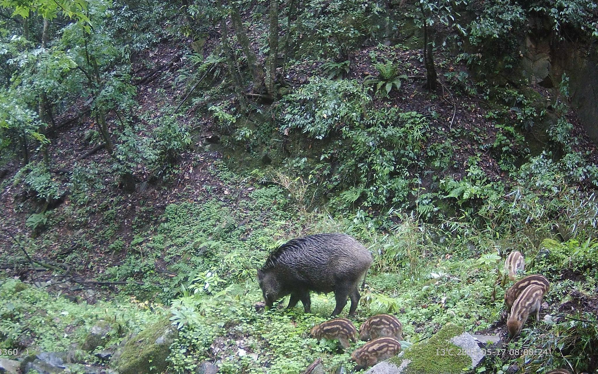 交手数十年02我们对野猪到底了解多少