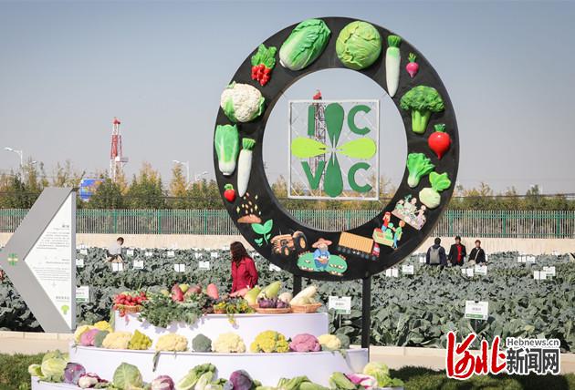 第二届邢台国际十字花科蔬菜产业大会特色造型（资料图）