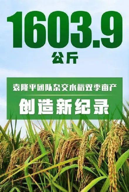 16039公斤袁隆平团队研发的杂交水稻双季亩产刷新纪录