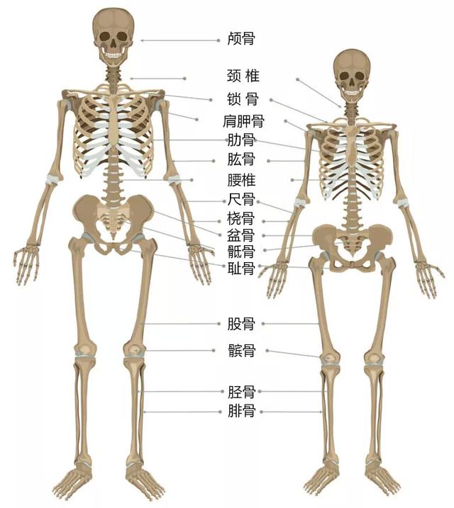 男女骨骼差异图 男生图片