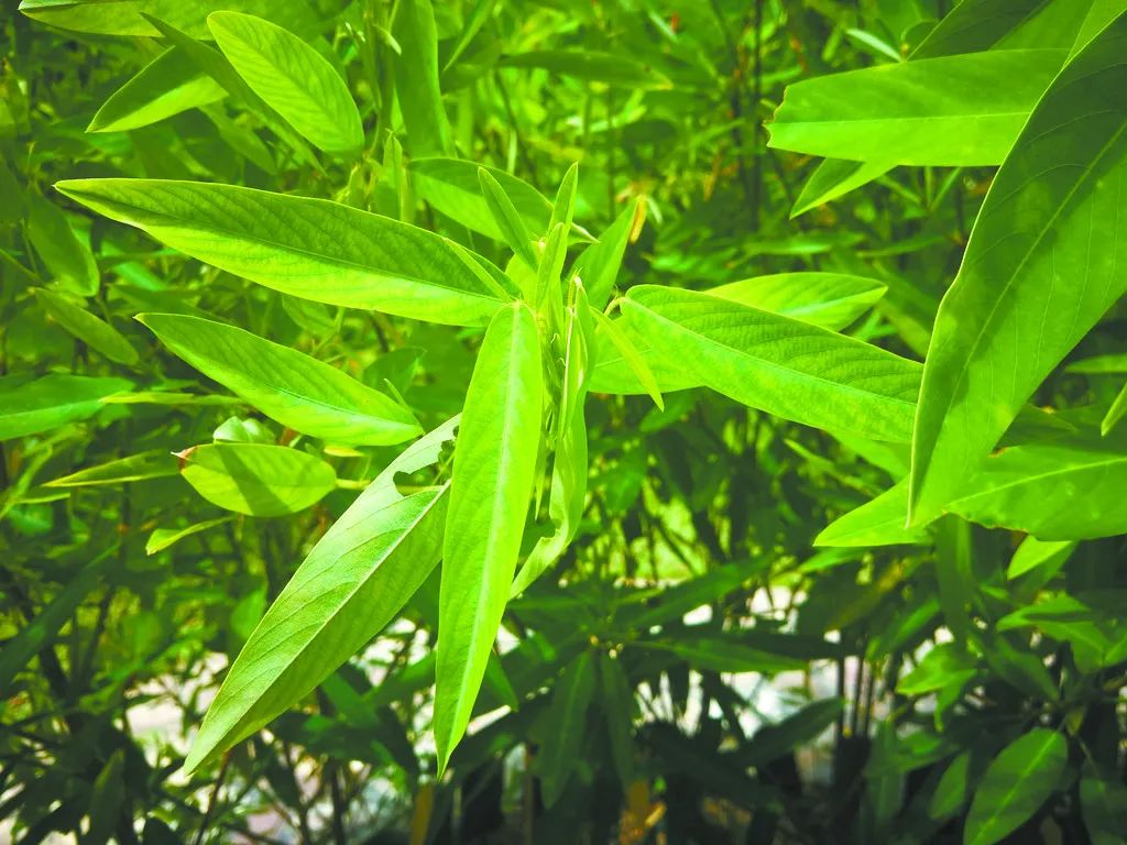 跳舞草植物"艺术家"植物界种子植物门单子叶植物纲中有一种"体格最