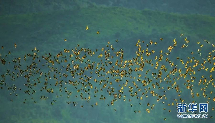 云南德宏，成群的绯胸鹦鹉翱翔于林间，仿佛片片落叶飞舞（资料图）。郑山河 摄