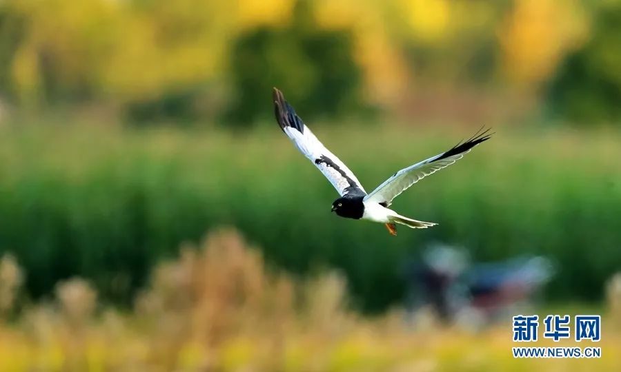 云南大理，一只鹊鹞翱翔于金色的田野之上。郑山河 摄