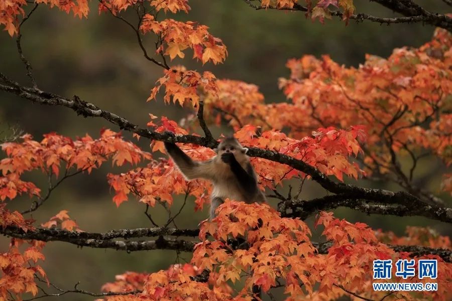 云南白马雪山，一只滇金丝猴轻灵地停留在满是红叶的树枝上（资料图）。肖林 摄