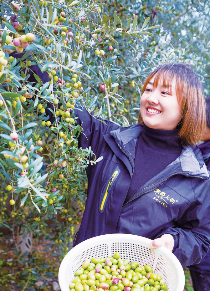图为10月20日,市民在紫爵大朝油橄榄基地体验采摘鲜果.