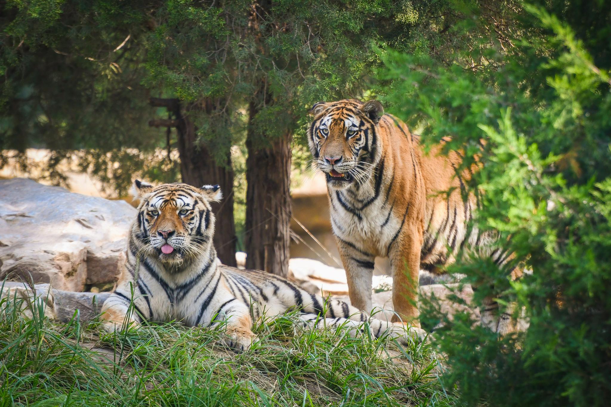 覆盖了东北虎豹国家公园的全域范围