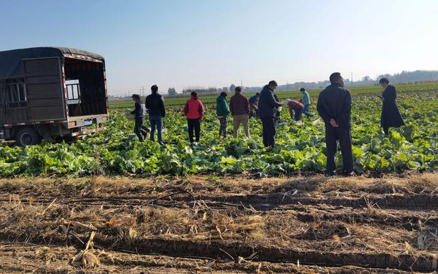 在河北唐山玉田,农户们正在砍收刚刚成熟的冬储大白菜.受访者供图