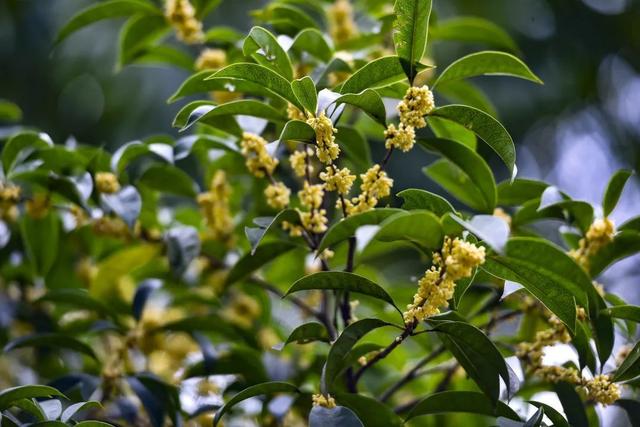 真香!桂花终于开了