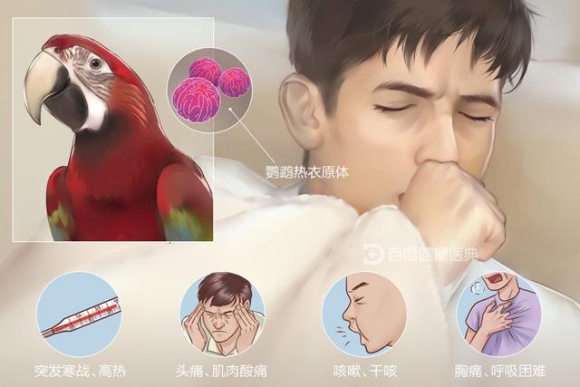 鹦鹉热是什么病?还能好好遛鸟儿吗?|新冠肺炎_新浪财经_新浪网