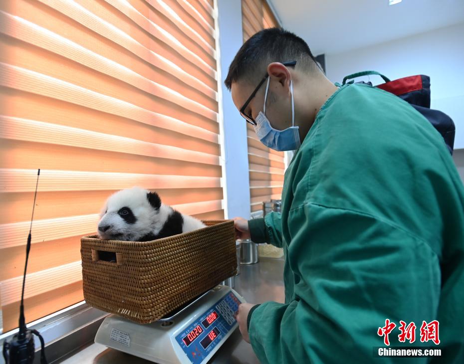 饲养师在给大熊猫宝宝称体重。 安源 摄