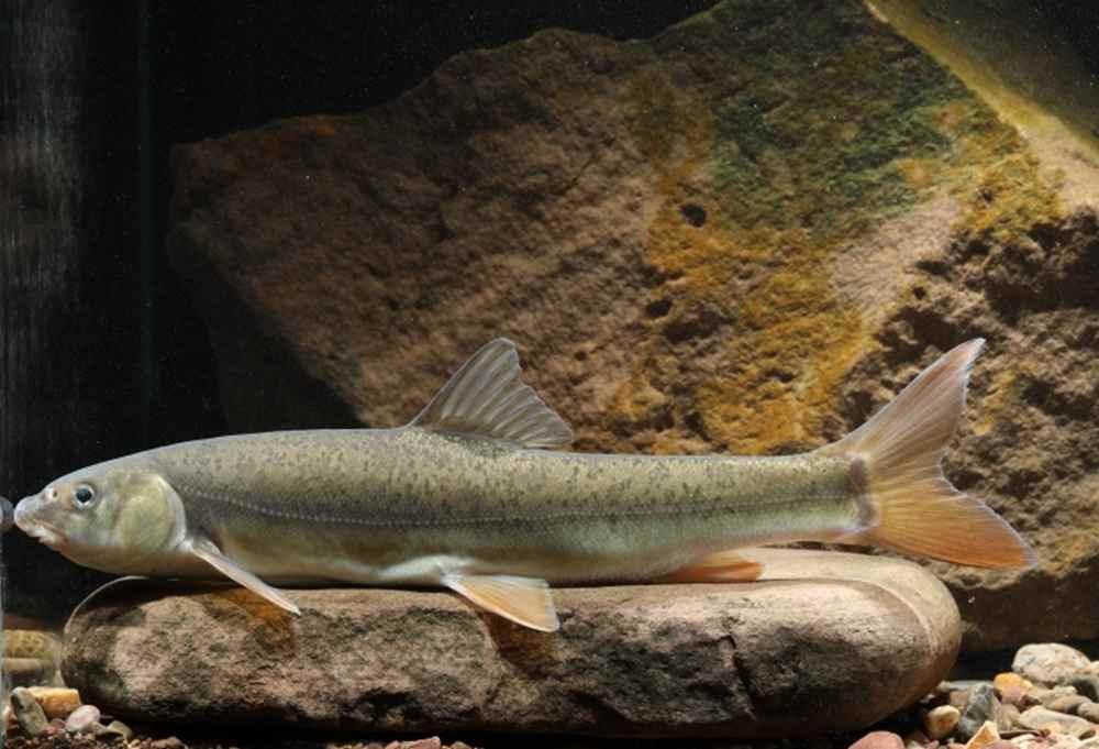 四川裂腹鱼.图片由昌都市农业农村局提