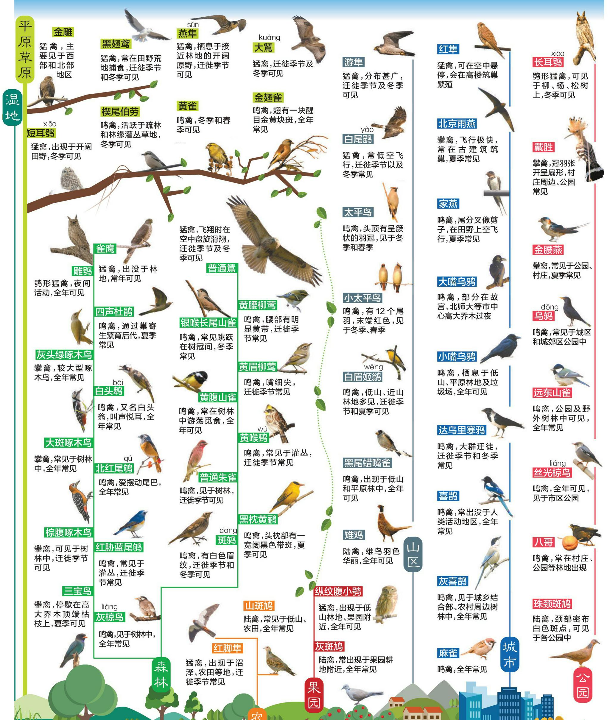 99种鸟的名称身体图片
