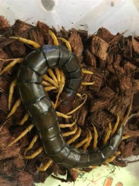 互相攻击,残食,等到最后一个毒虫把其余毒虫都吃掉,活下来的这个毒虫