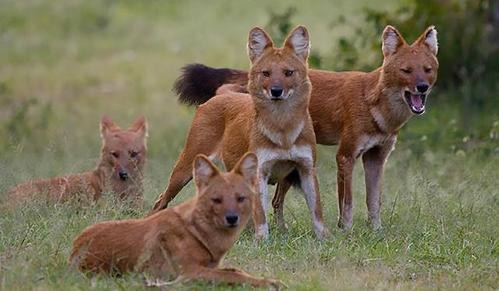 不面对种群间竞争的压力,而豺对家畜的捕猎也让它们成为人类的眼中钉