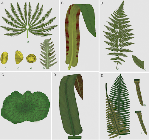 三叠纪末生物大灭绝事件真蕨植物如何应对