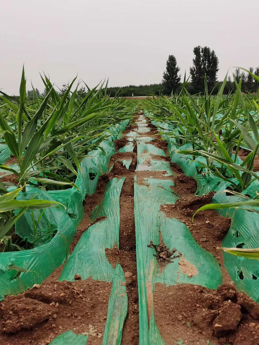 蔬菜采后技术系列之二十五秋收鲜姜采后管理