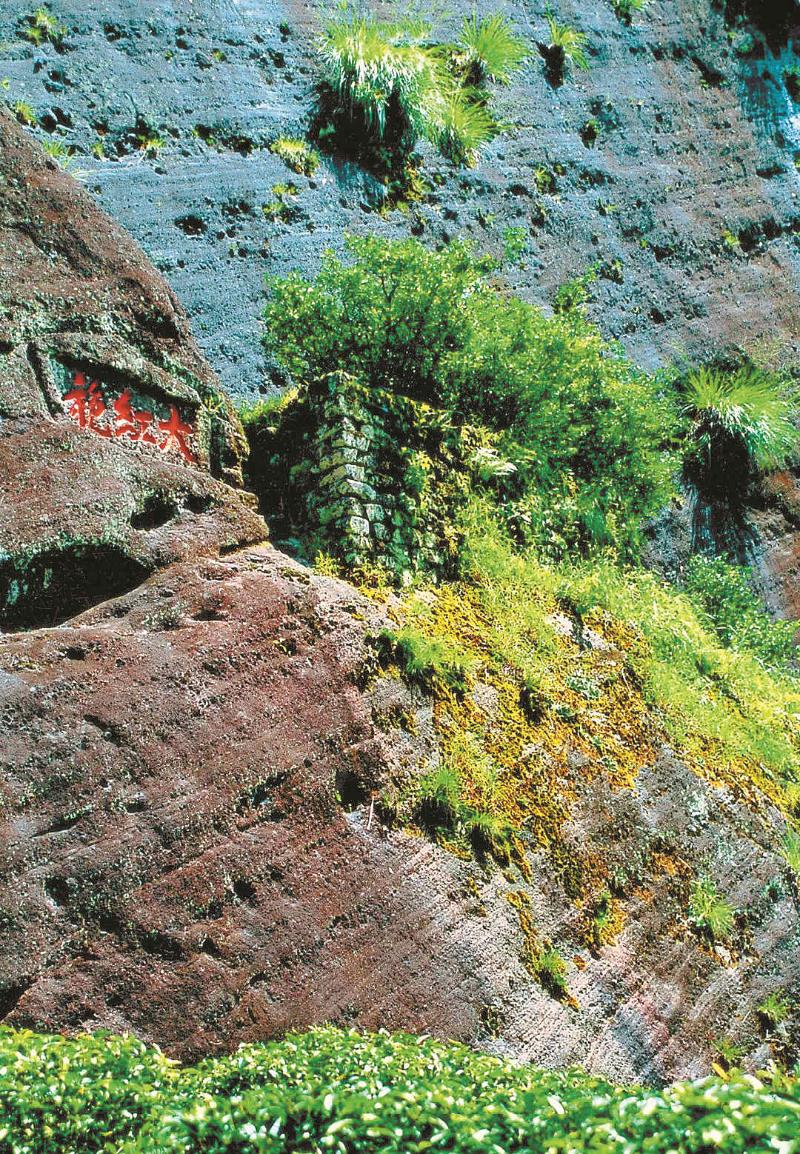 大红袍母枞 阮雪清摄