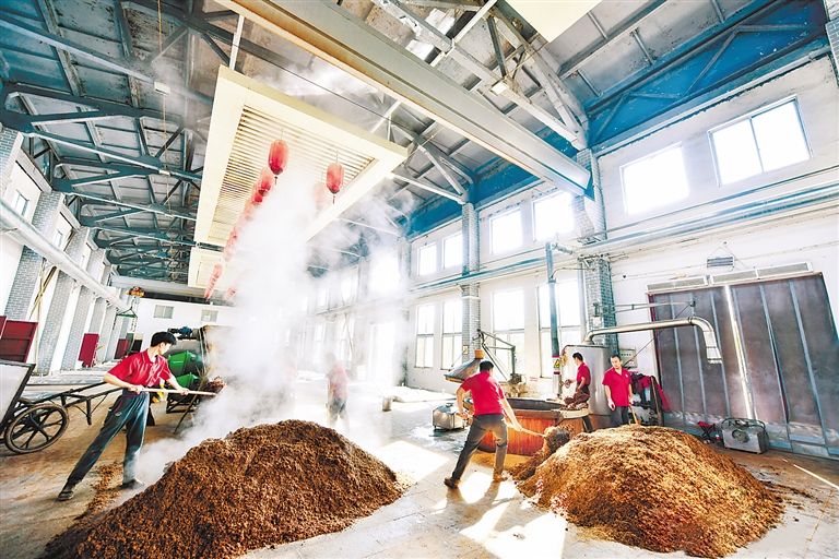 近日,在衡水老白干集团酿酒车间内,工人们在进行酿酒作业.