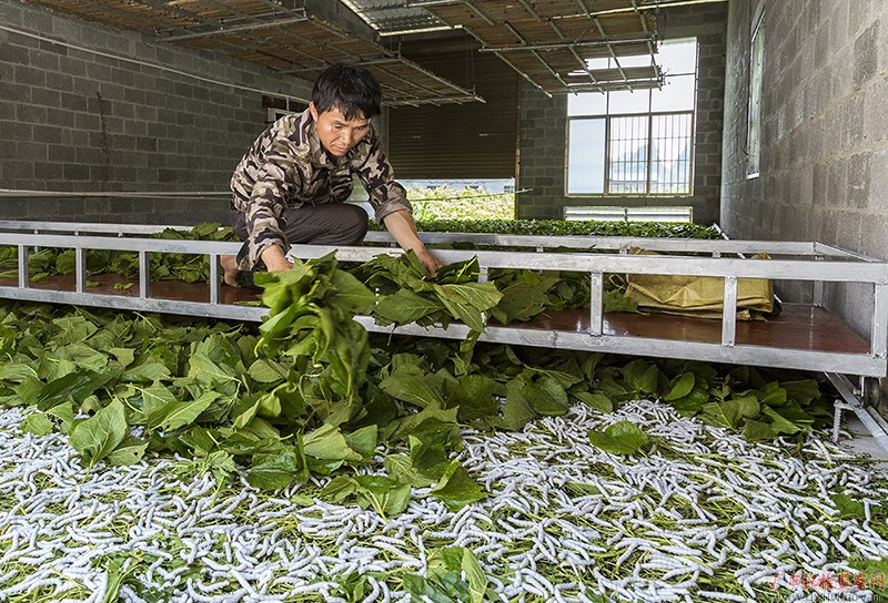 多亏了南大门桑蚕专业合作社社长韦朝东的技术指导,今年我家光养蚕