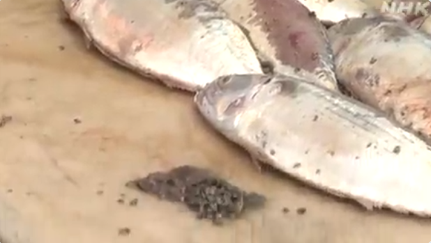 港口养殖鱼腹中满是石头（NHK电视台报道截图）