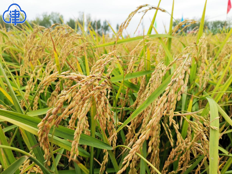 下月就能吃上新米啦天津102万亩小站稻喜迎丰收