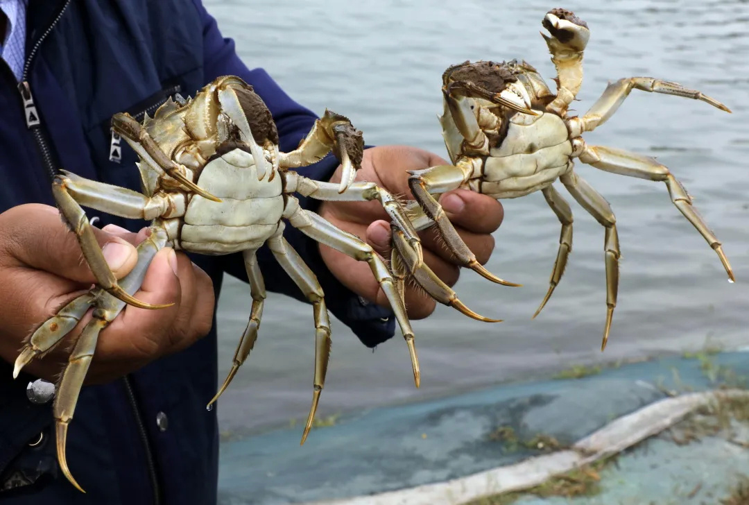 金山本地养殖的大闸蟹上市了|鱼_新浪财经_新浪网