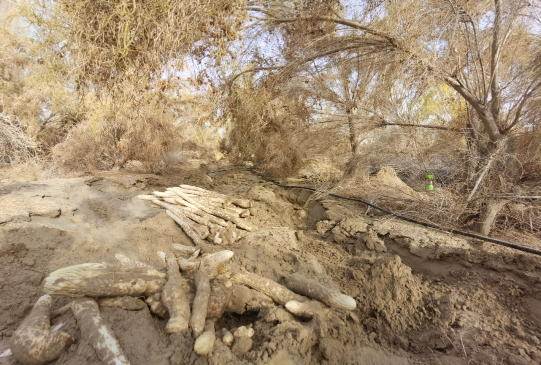 梭梭树下刚挖出来的肉苁蓉.新华社记者 张钟凯 摄