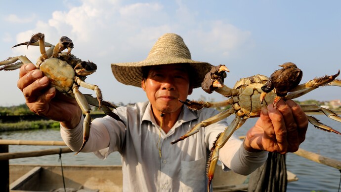 大闸蟹只能去阳澄湖洗个澡 才能卖出好价钱 谁说的 阳澄湖 新浪财经 新浪网