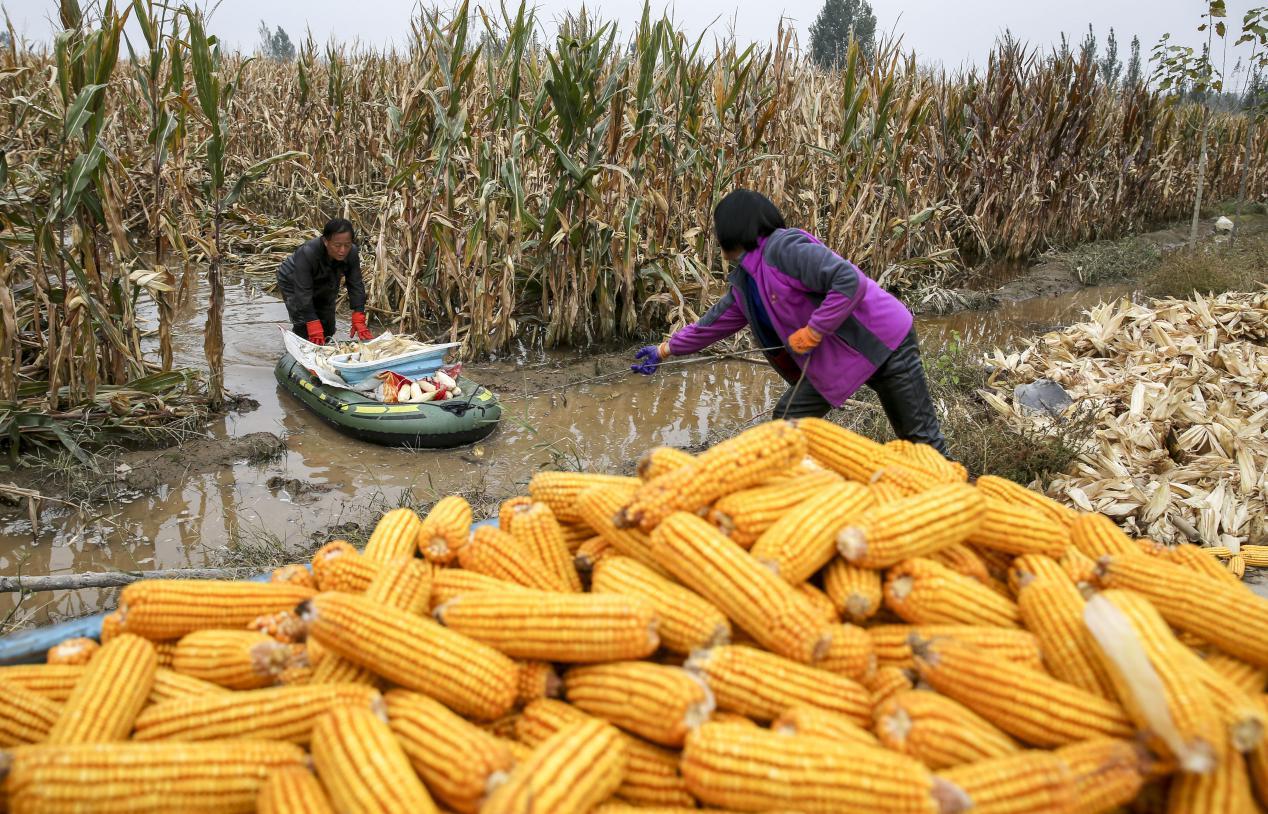 上图：10月20日，山西省运城市稷山县稷峰镇管村，农民在水淹地里抢收成熟的玉米，确保颗粒归仓。（史云平摄/人民图片）