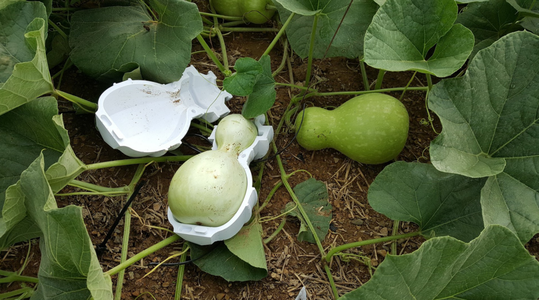 婴儿头型矫正该矫正畸形育儿观了