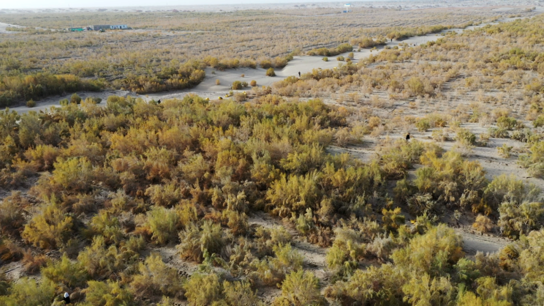 沙雅县南部塔克拉玛干沙漠里的梭梭林(无人机照片).
