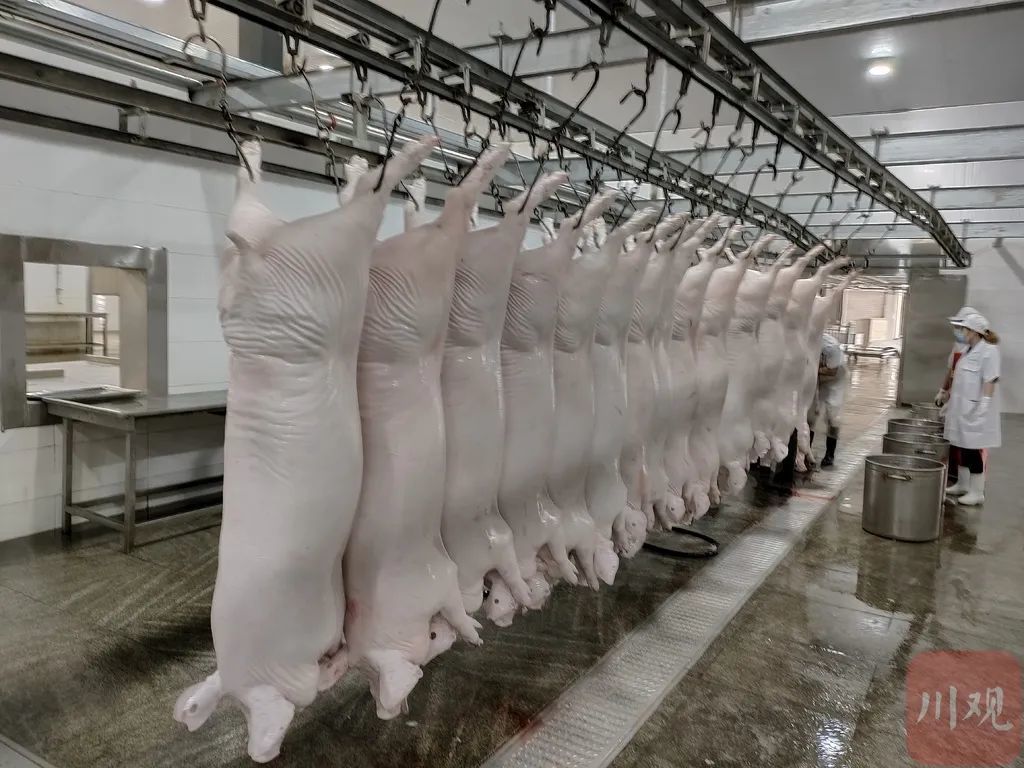 肉联厂机械化屠宰生产车间内屠宰现场(资料图 四川省农业农村厅供图)