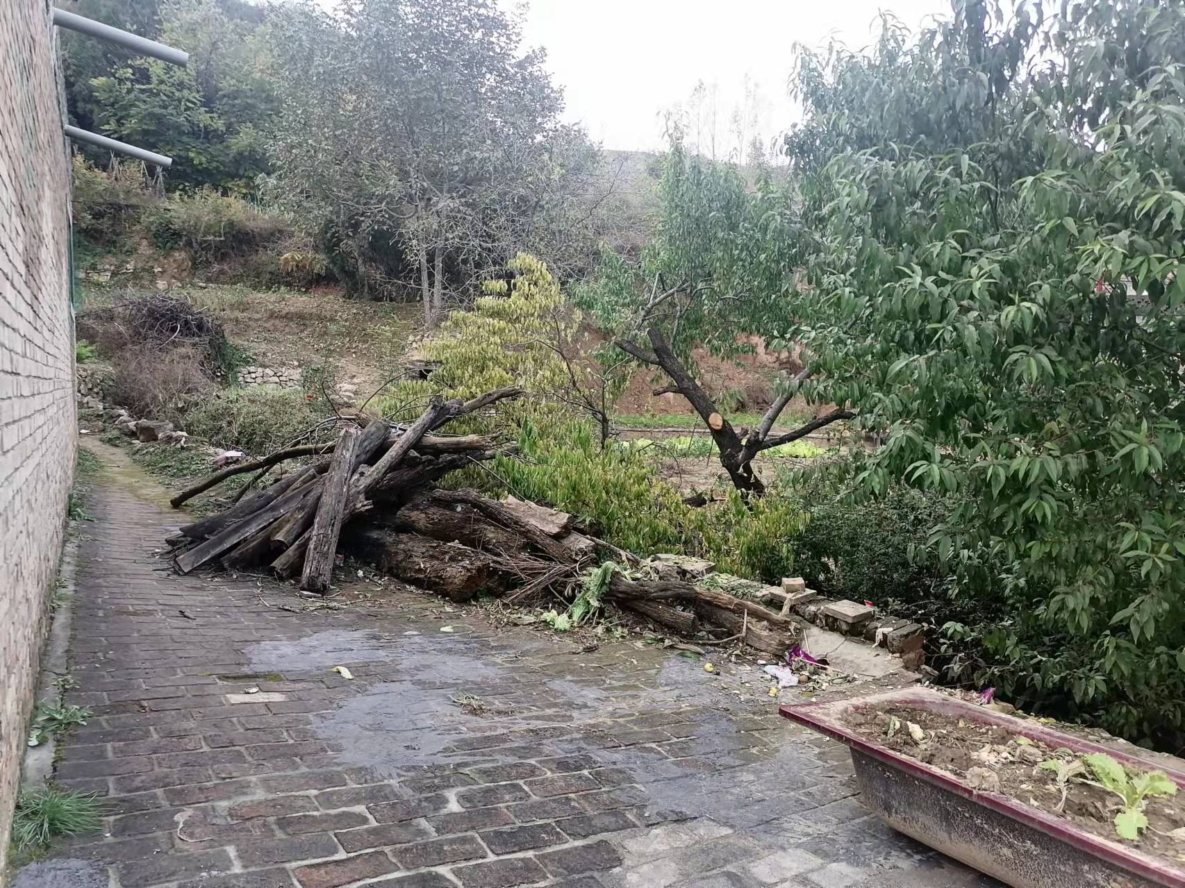 暴雨后，周喜占收集了一些被风雨刮断的枯木。