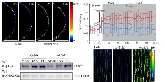 生长素通过TMK磷酸化并激活质子泵（H+-ATPase）导致细胞壁酸化和伸长 福建农林大学供图