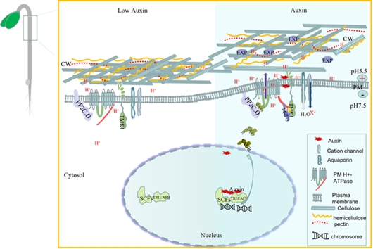 TMK 介导的细胞膜生长素引起细胞伸长机制模式图 福建农林大学供图