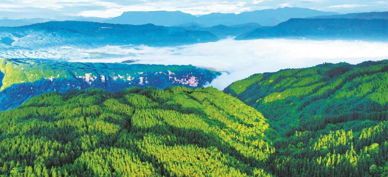 国有林场发展森林康养前景广阔|经济发展|林业_新浪新闻