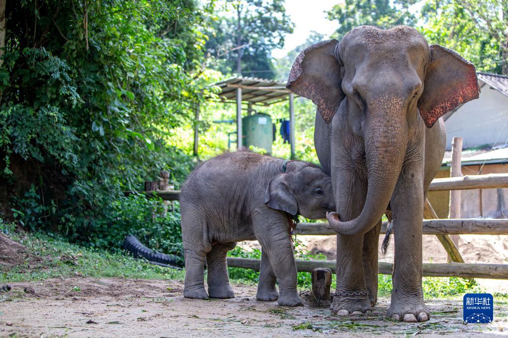 探访泰国大象保护中心