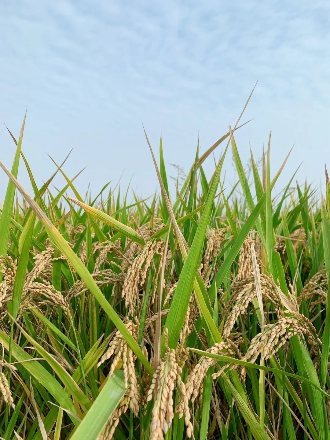 如今,禾苗已经成熟,长成了颗颗饱满的水稻!白鹭飞来无处停.